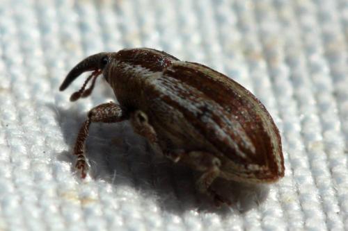 Réf. 321 827 : Tychius parallelus